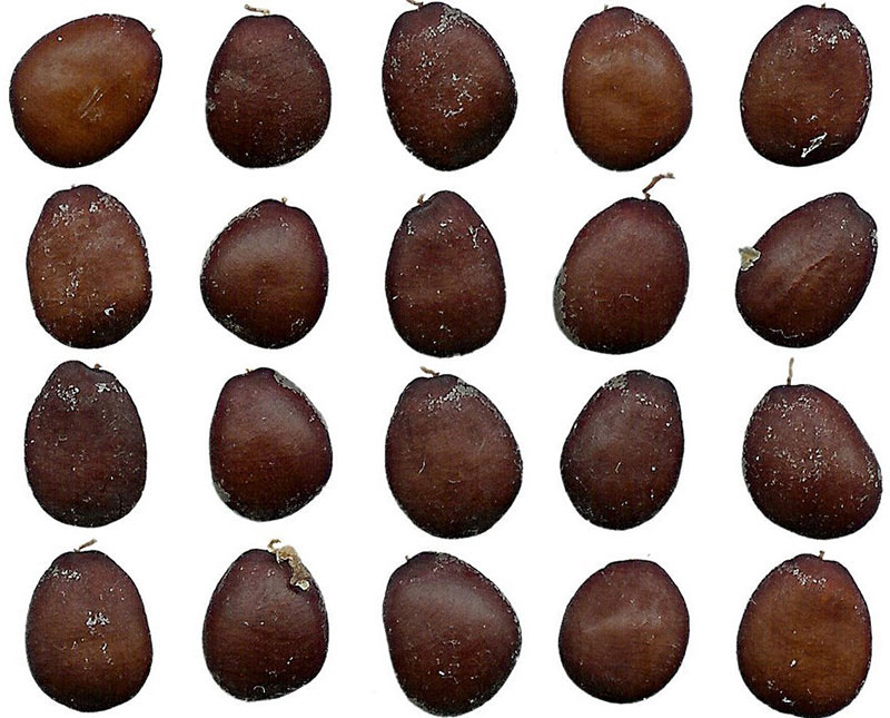 An image of Ceratonia seeds