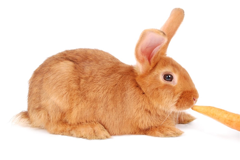 A rabbit eating a carrot