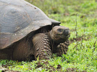 A turtle resting on a grassy field