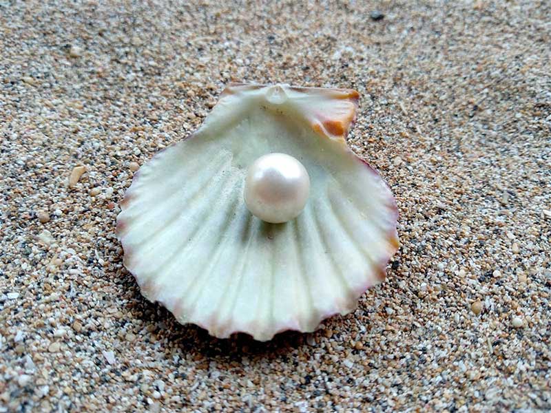 A pearl on a half shell, set on a sandy beach