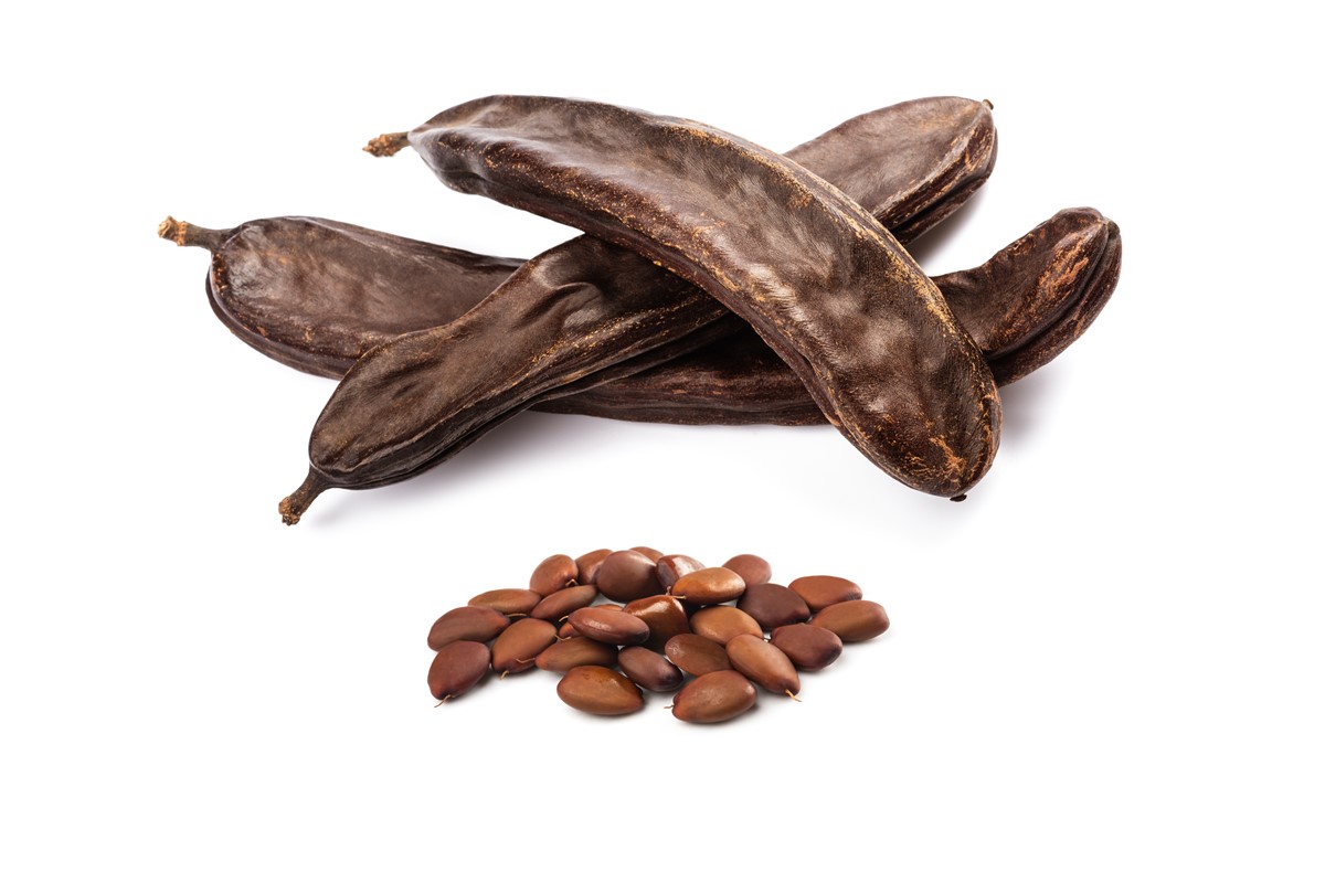 The carob seed pod and seeds showing uniformity in size